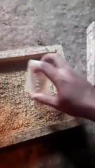 Rutinitas pagi hari memberi pakan ayam