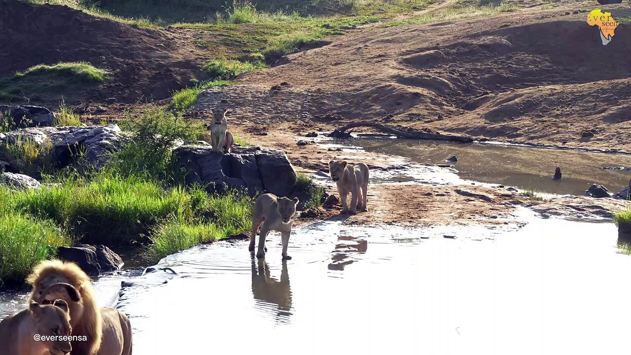 Pride crossing river