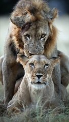 Wait for the shot! What do you think #youtubeshorts #youtube #shortvideo  #africawildlife