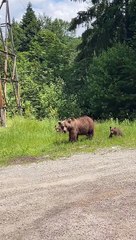 Mama Bear and Cubs Walk Along Road