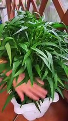 gardening ideas for home_ Inspiring vegetable _plants