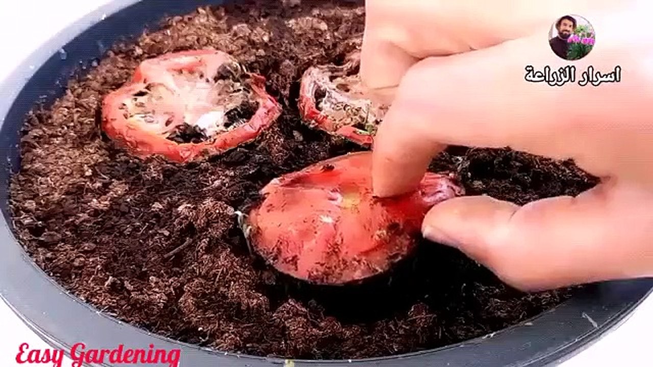Genius method to grow vegetables
