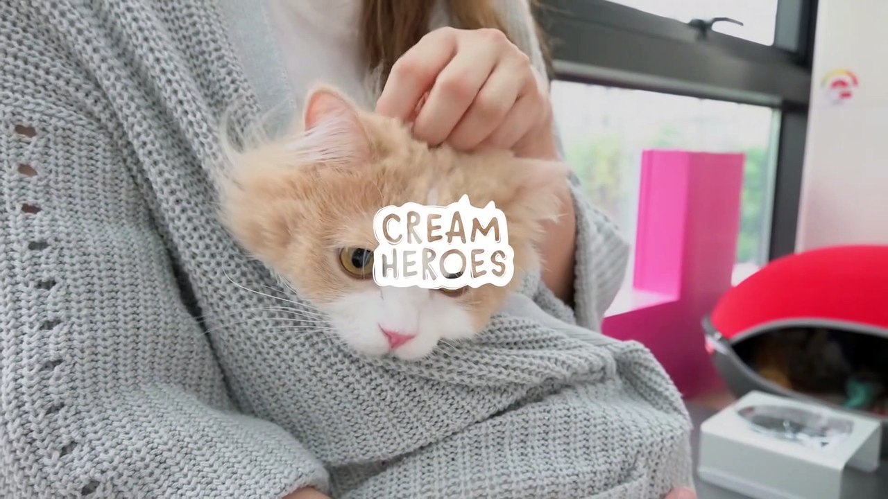 Went To See A Vet Because Of Cat's Drooling (ENG SUB)