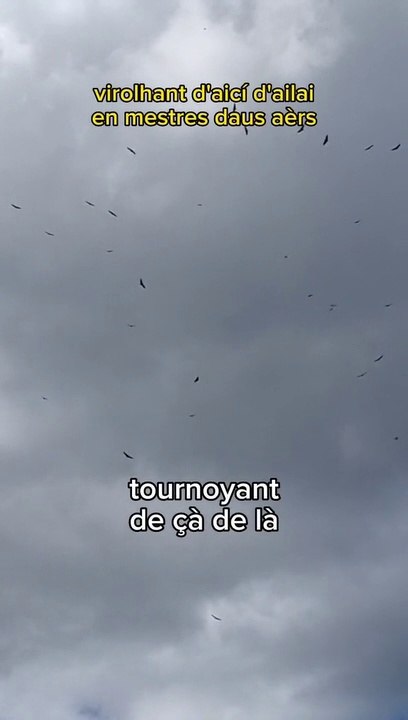 Quand les vautours te tournent autour...