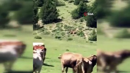 Ayının sürüye saldırısını kangal köpekleri böyle engelledi