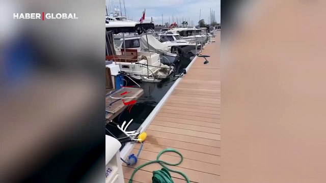 Kuşadası'nda teknede bir anda görüldü: Akdeniz fokunun ilginç görüntüsü gündem oldu