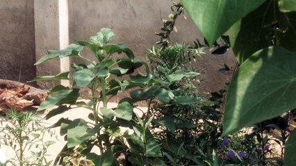 A sparrow make our home very hardly