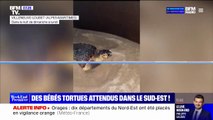 Une tortue caouanne a été filmée en train de pondre sur une plage des Alpes-Maritimes