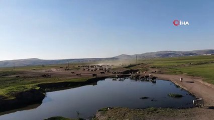 Mandaların sağım yolculuğu belgeselleri aratmıyor Afrika değil Kayseri