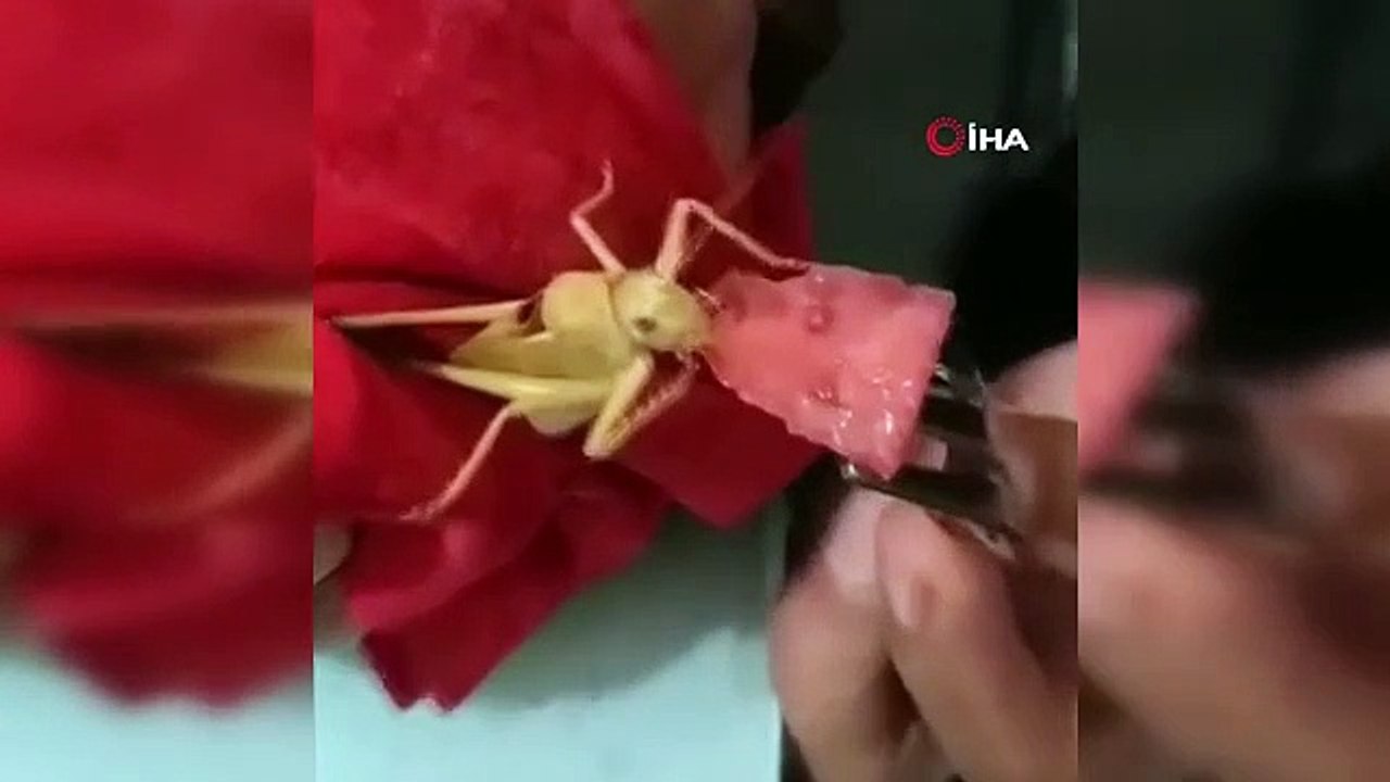 Dev çekirgeye karpuz yedirdi