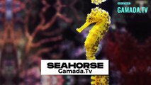 The Seahorse's Legacy:A Tale of Beauty, Perseverance, and Conservation Efforts