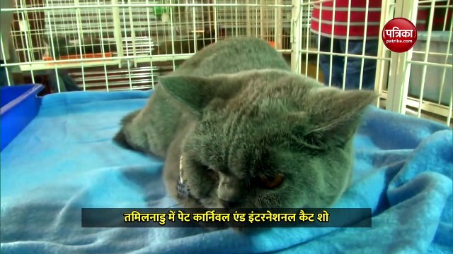 तमिलनाडु में पेट कार्निवल एंड इंटरनेशनल कैट शो: 250 कुत्तों और 150 बिल्लियां लेगी हिस्सा, देखें वीडियो