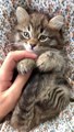 So Cute Cat holding hands Videos