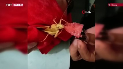 Dev çekirgeye karpuz yedirdi