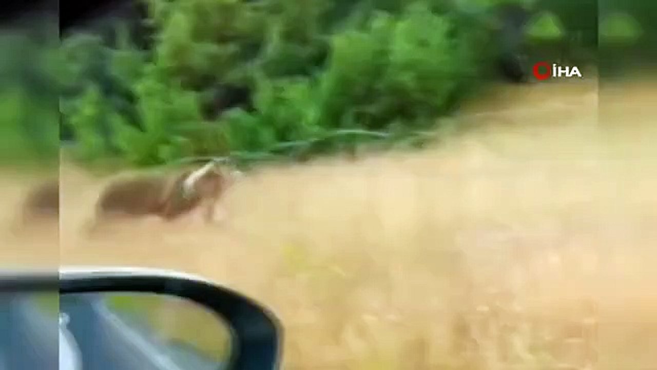 Les moments où l'ours brun chassait la chèvre sauvage ont été enregistrés