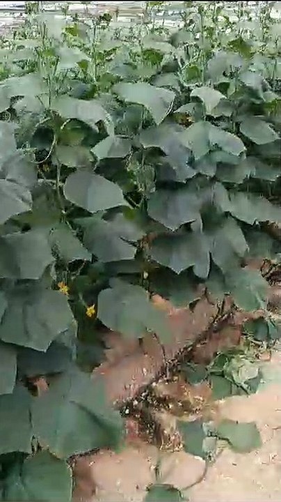 vegetable farming