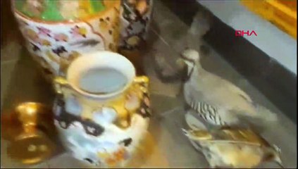 Maltepe'de Silah ve Tarihi Eser Operasyonu