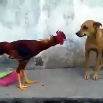 Funny Game DOG and Cock fight Amazing Fighting Gameplay Fun