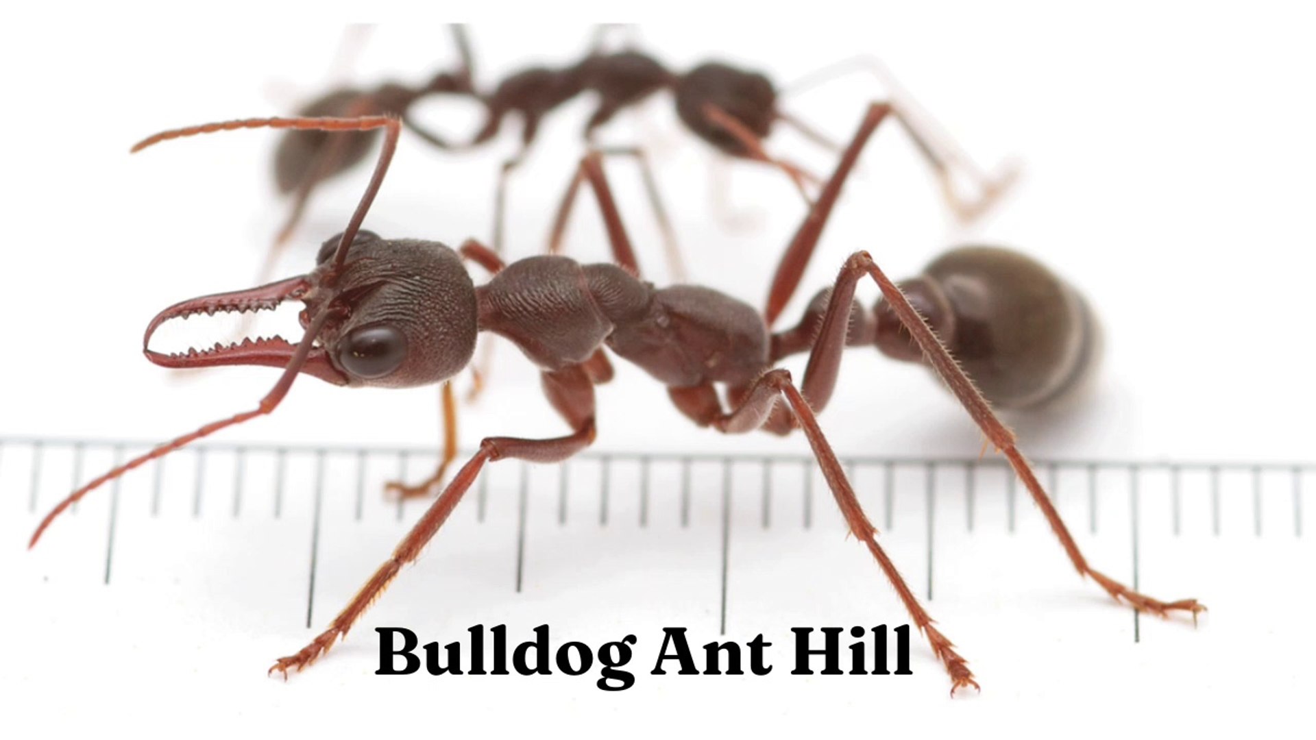 ⁣How do I Find Ant Bulldog I Bulldog Ant Hill
