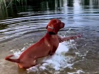 Vizsla démarre le moteur avant de nager
