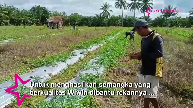 Raup Jutaan Rupiah dengan Budi Daya Semangka di Tengah Lahan Sawit