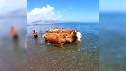 Van'da sıcaktan bunalan inekler, Van Gölü'nde yüzdürüldü