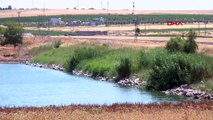Des milliers d'oiseaux sont venus à l'étang de Kabakli en raison de la sécheresse dans la région du sud-est de l'Anatolie