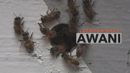 Laporan Khas: Rawatan sengatan lebah mampu ubati pelbagai penyakit?