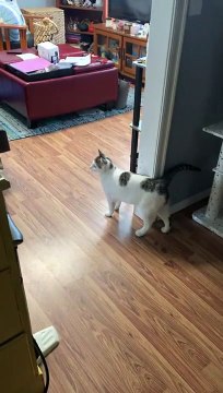 Regardez dans quel état ce chat a laissé la salle de bain