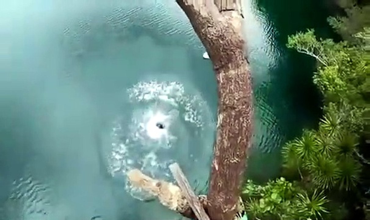 Il tente un plongeon vertigineux du haut d'un arbre et se prend la gamelle de sa vie