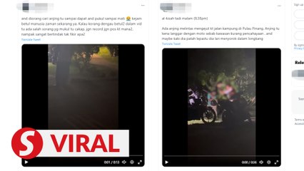Dog bludgeoned to death following accident