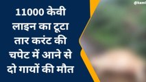 बूंदी: बारिश होते ही बढ़ी करंट की घटनाएं, करंट की चपेट में आने से दो गायों की मौत