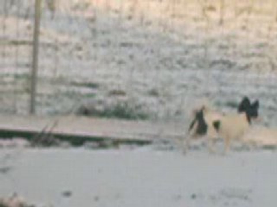 Shanna court sous la neige