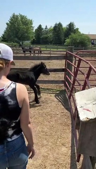 Foal Tries Out Running