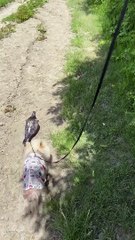 Just Walking Two Perfectly Normal Dogs