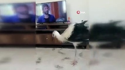 La cigogne qui est tombée de son nid a été laissée dans son nid après que l'électricité ait été coupée.