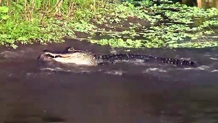 Le Guépard n'a pas Peur des Crocodiles , Grande Bataille de Guépard, Jaguar vs Crocodile
