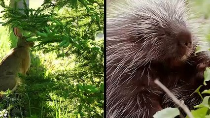 Le Ratel Sauve son Bébé du Léopard !! Vrai Combat Blaireau de miel vs Léopard