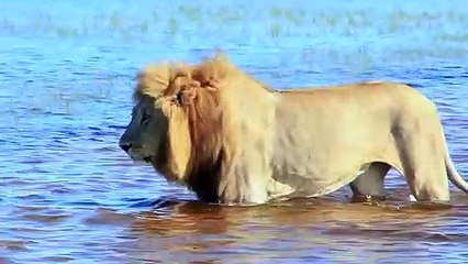 Lions and Cub Try to Cross the Crocodile River and Miraculously Succeed