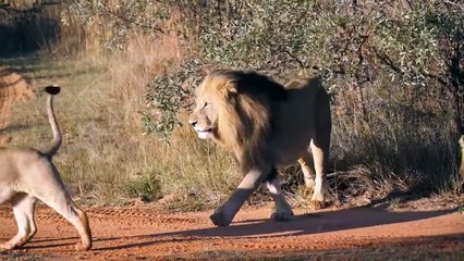 Lions Fight against the Buffalo, then the Lions face the Hippopotamus