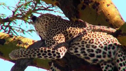 Mother Warthog Attacks Leopard To Save Her Baby !!