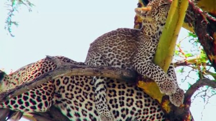 Mother Leopard Hunts Impala to Teach her Cub !!