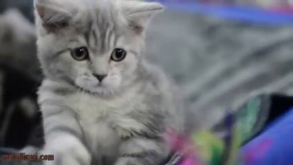 I 9 gatti più intelligenti del mondo