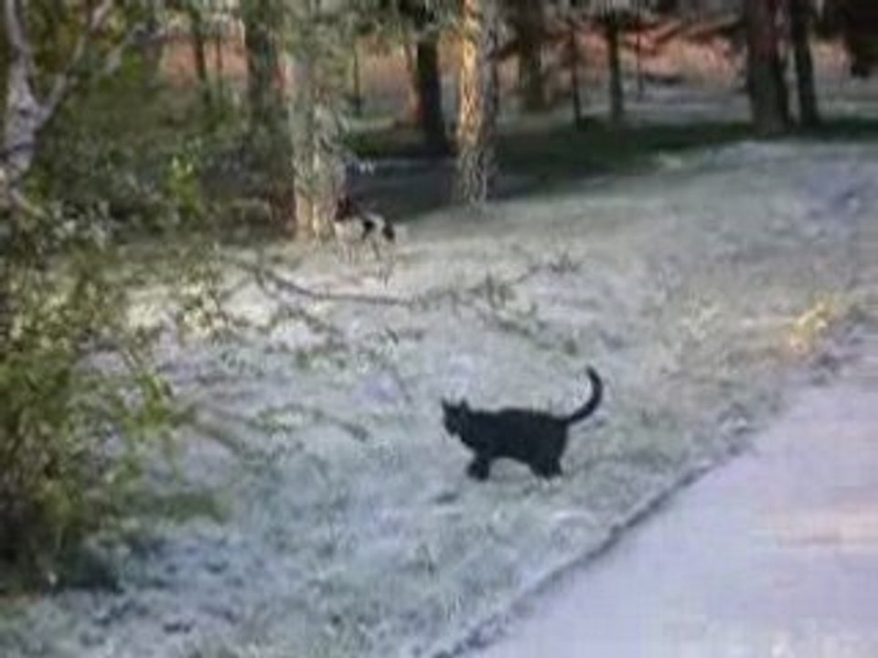Shanna et cheep sous la neige