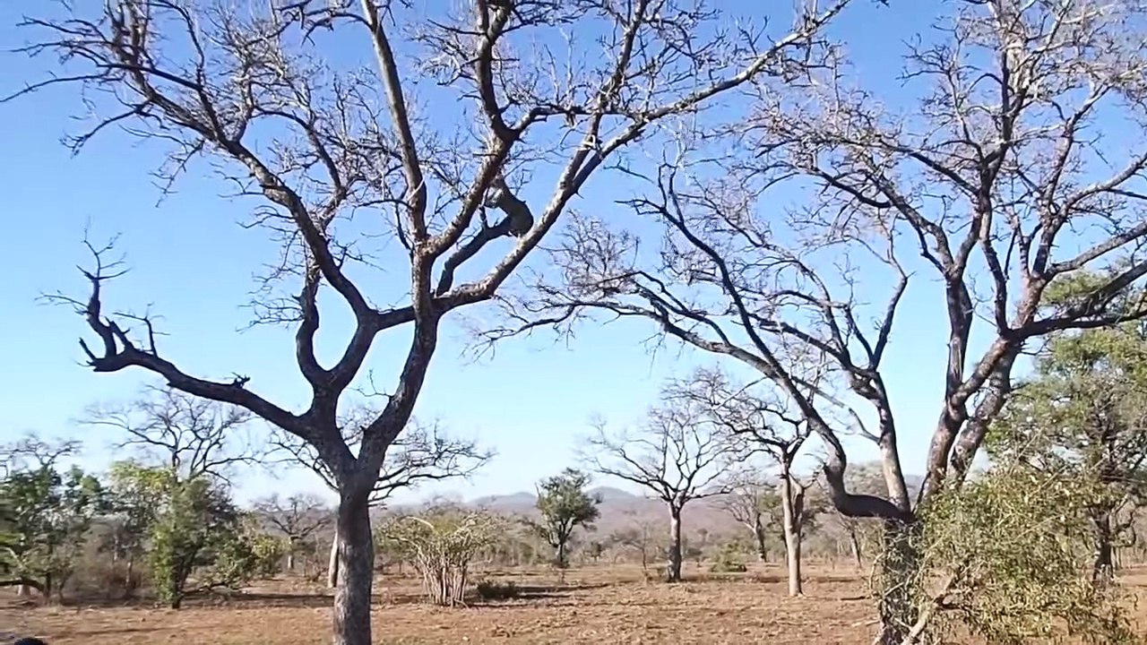 Baboon Regrets Attacking Kings