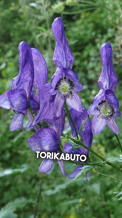5 faits sur : Kabuto