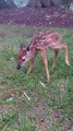 Le faon nouveau-né a marché droit vers moi