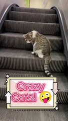 I Love These Cats! They're Awesome  #shorts