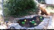 Black Bear Mother and Her Cubs Cool Off in Backyard Pond
