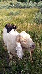 Kitty Gives Goat a Back Rub